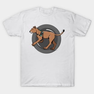 Lion - photographer T-Shirt